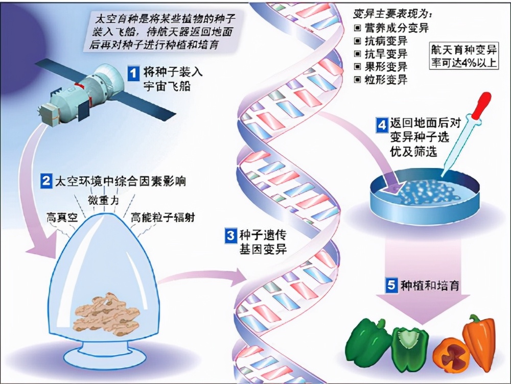 太空辐射能让人基因突变甚至死亡，为什么还能让植物种子变高产？