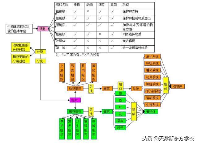 初中生物知识点梳理——思维导图，清晰得不要不要的！