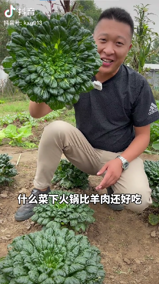 放弃5万月薪，我决定去种菜