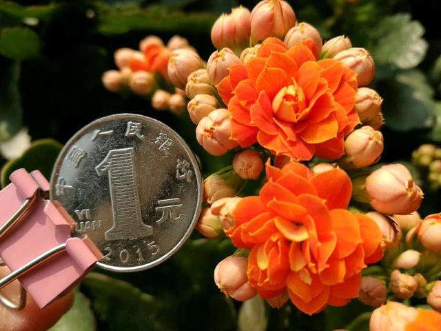适合家庭养的“3种”好运花，皮实好养，长得旺、人气旺
