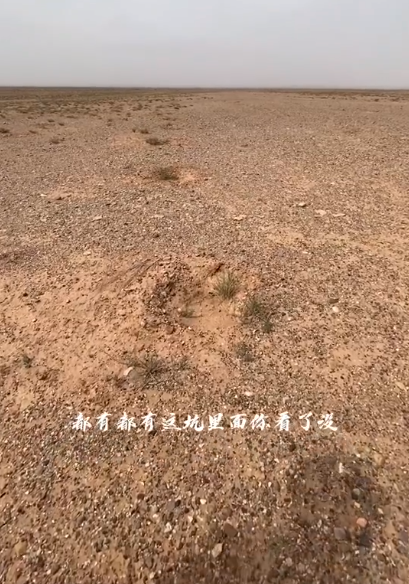 马云承诺每年种1亿棵树，五年过去了，这些树都怎么样了？