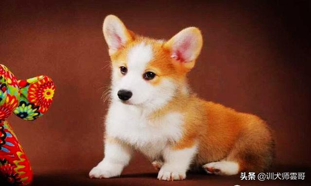 适合作为宠物犬的10大小型犬，你在养吗？