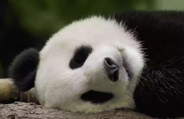 为什么只有中国才有大熊猫？熊猫繁殖能力为什么这么差？