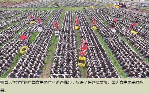 中国农技推广的“广西现象”