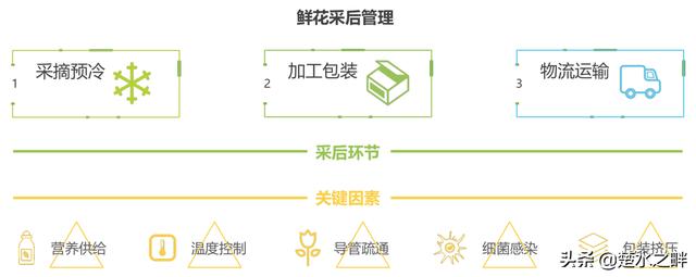 2019鲜花电商行业深度报告