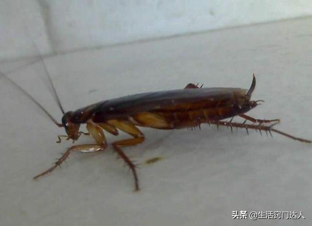 家里出现蟑螂别着急，学会这个窍门，蟑螂来多少灭多少，太实用了
