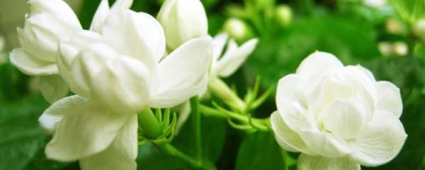 如何养好茉莉花