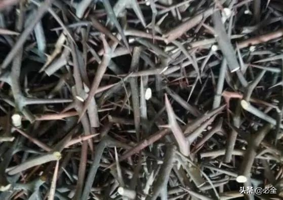 农村致富项目，种植什么最赚钱？来听听种植大户怎么说