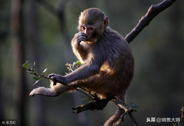 销售大狮每日一课·网络营销人员必看的10个经典营销案例