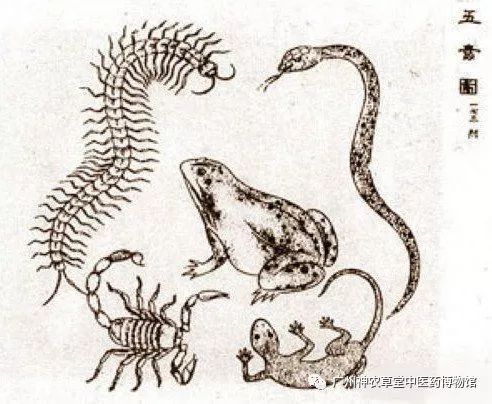 中药药对丨五毒之首，谁与争锋？