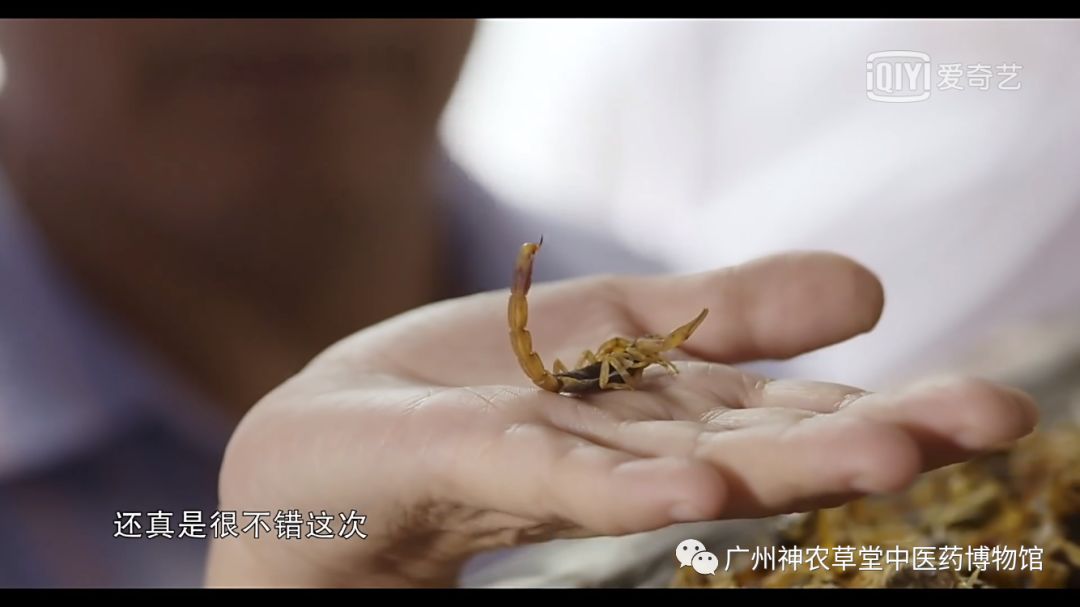 中药药对丨五毒之首，谁与争锋？