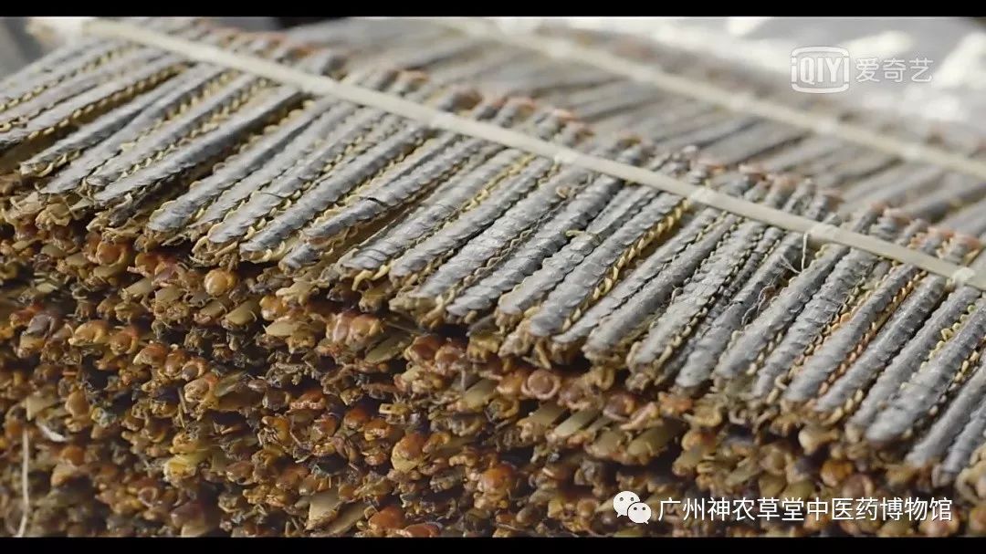 中药药对丨五毒之首，谁与争锋？