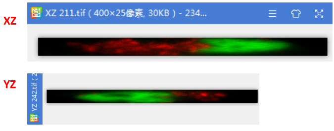 老司机带你解锁ImageJ三维图片分析技巧