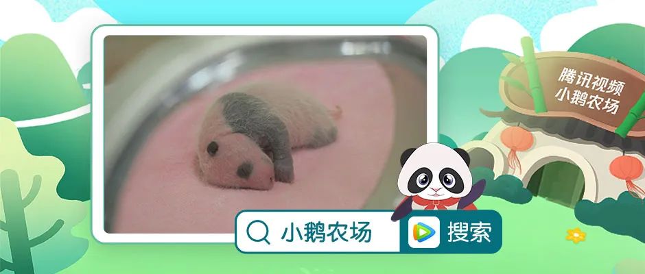 腾讯视频推出小鹅农场，IP跨界玩出了新花样