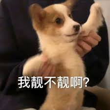 我用树莓派做了一个实时狗子探测器，还能向狗主人“表白”