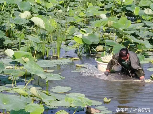 80后美女农民网上卖这“稀罕物”，3个月能赚15万，比出门打工强