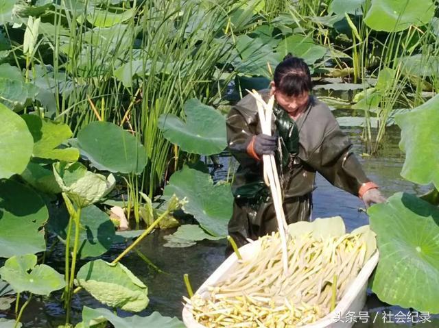 80后美女农民网上卖这“稀罕物”，3个月能赚15万，比出门打工强