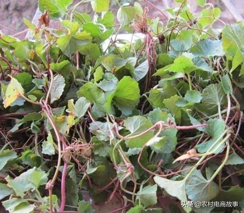 农村电商卖什么？网上卖野菜月入万元