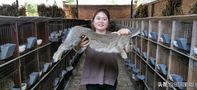 兔子好养吗？养殖兔子有什么注意事项？