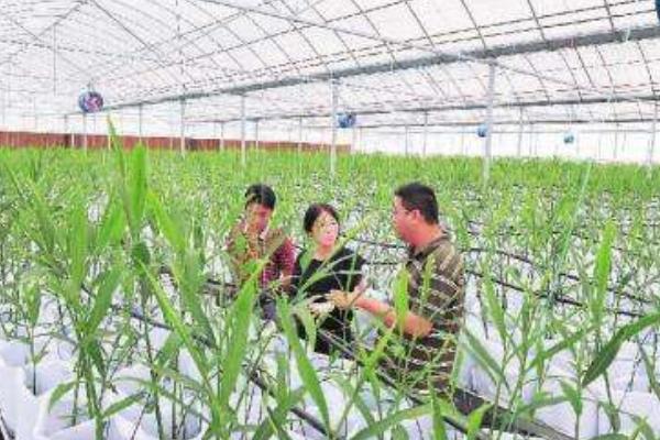无土栽培蔬菜成本，及适合栽培的几种蔬菜种类
