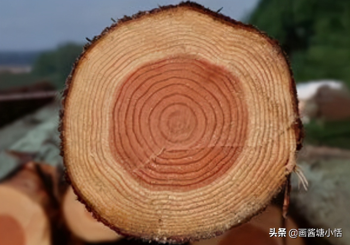 在阴天怎样辨别方向？