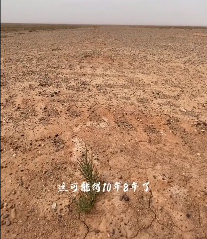 马云承诺每年种1亿棵树，五年过去了，这些树都怎么样了？
