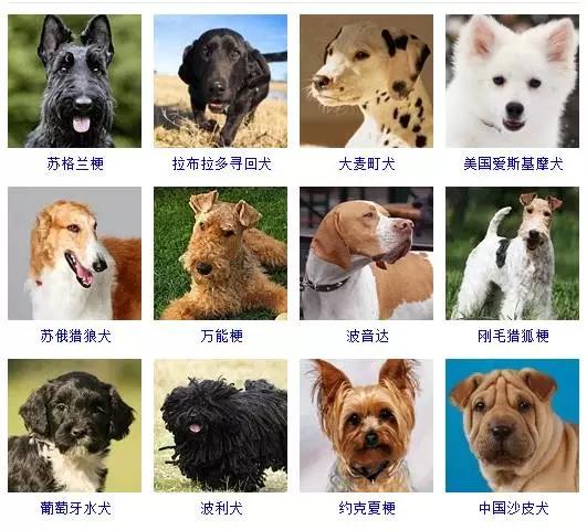 狗狗的品种大全 如果让你养一只 你会选择哪个品种呢
