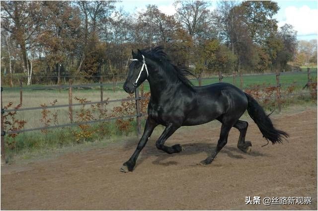 世界十大名马排行，土库曼斯坦国宝汗血宝马排第三