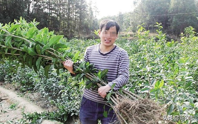 未来新农村创业，或可尝这三个项目，用途广前景好