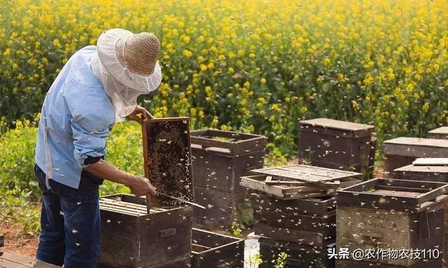 农村这9个创业项目，本钱少，有“钱途”，你钟意哪一个？