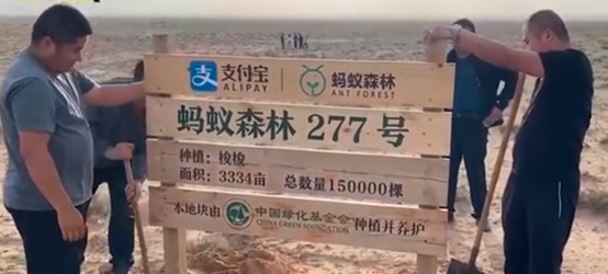 马云承诺每年种1亿棵树，五年过去了，这些树都怎么样了？