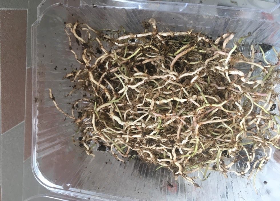 天凉了，铜钱草怎么养？记住“2点”，越长越旺，顺利过冬