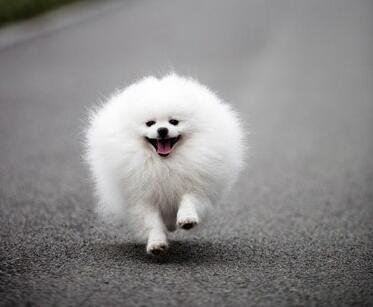 提高博美犬“注意力”的几个办法，让你训练更随心