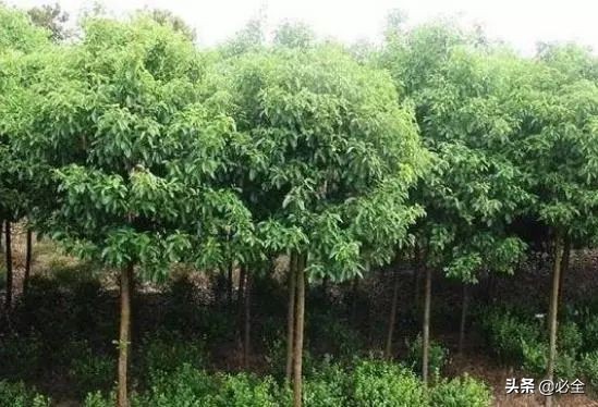 农村致富项目，种植什么最赚钱？来听听种植大户怎么说