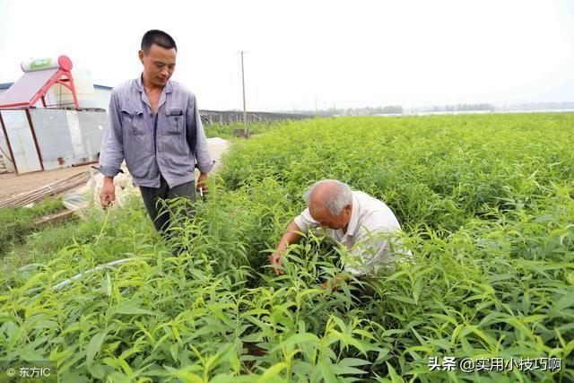 几个稳赚不赔的暴利项目，操作简单，适合创业新人白手起家