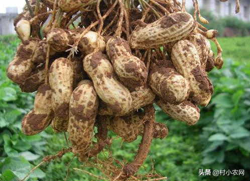 农村种啥农作物最赚钱？试试这9个种植项目，你也能小成本创业