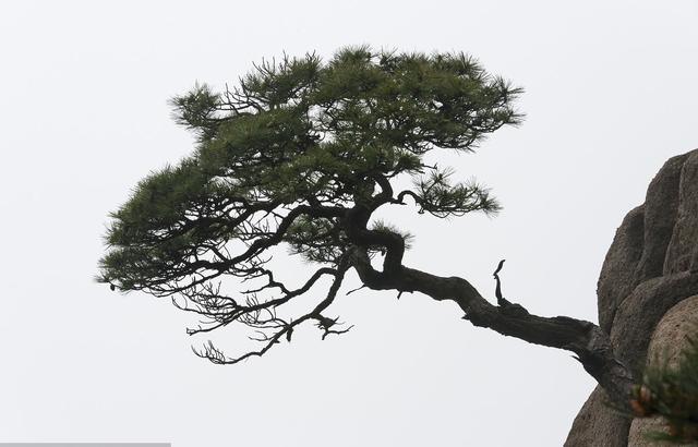 岁寒三友指的是什么