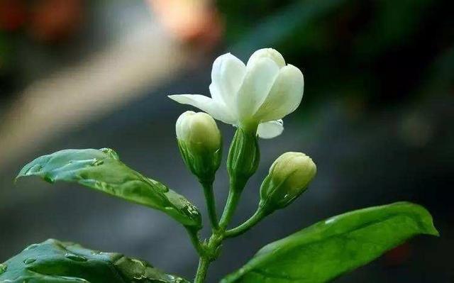 如何养好茉莉花