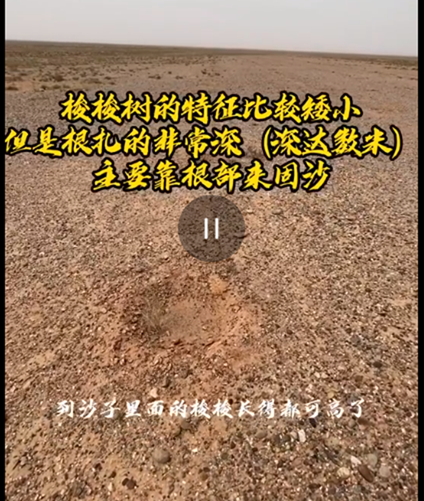 马云承诺每年种1亿棵树，五年过去了，这些树都怎么样了？