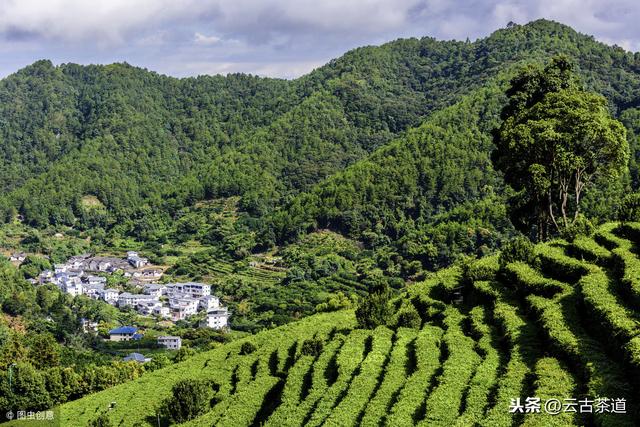 茶界五大营销模式，你都知道吗？