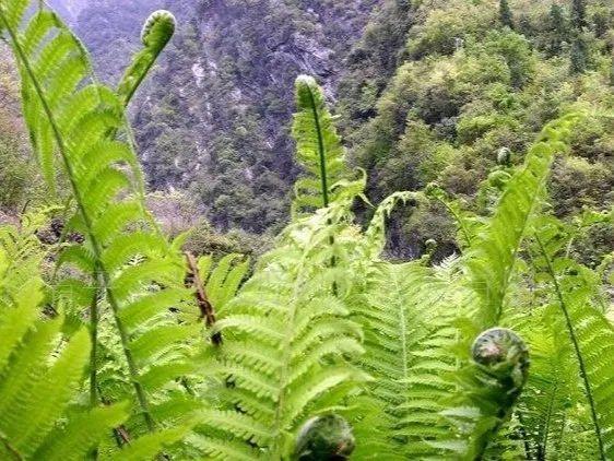 66种野菜辨别图，再不挖点尝尝，下个月就老了！