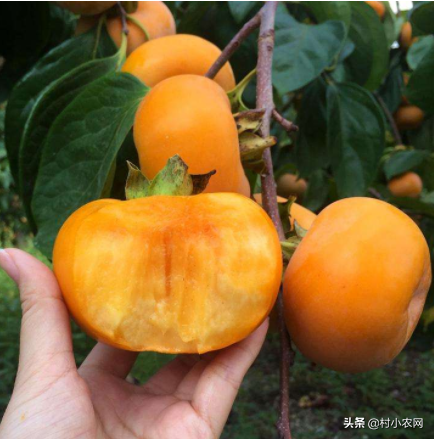 农村种啥农作物最赚钱？试试这9个种植项目，你也能小成本创业