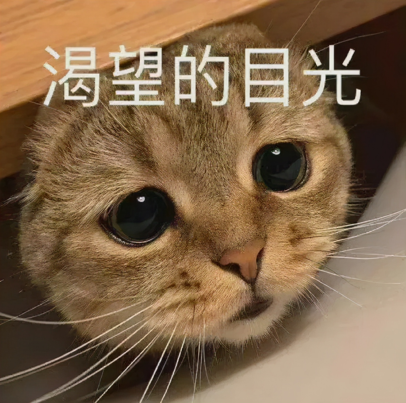 这个在电脑上“封神”的动态壁纸软件，终于有安卓版了