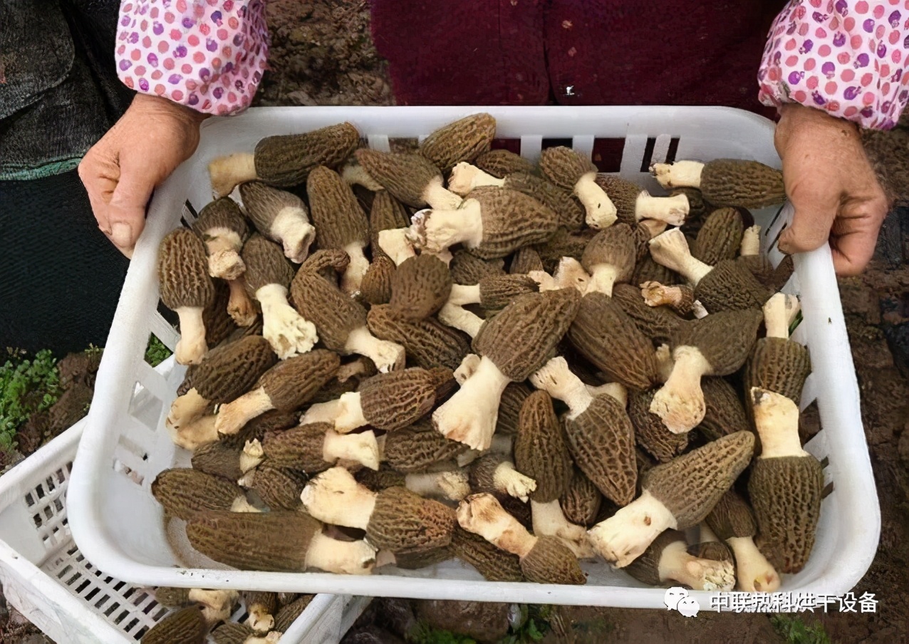 2020年羊肚菌市场行情及种植前景分析