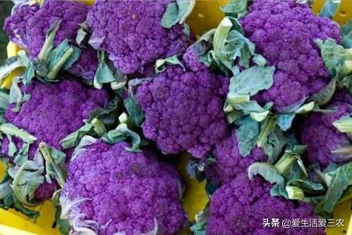 哪些种植项目能亩收益过万元？