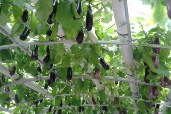 无土栽培蔬菜成本，及适合栽培的几种蔬菜种类