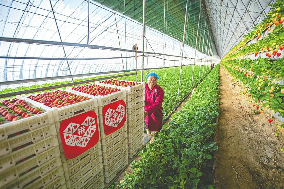 “机器解放人力”有多大想象空间？看最前沿的农业机器人能做什么