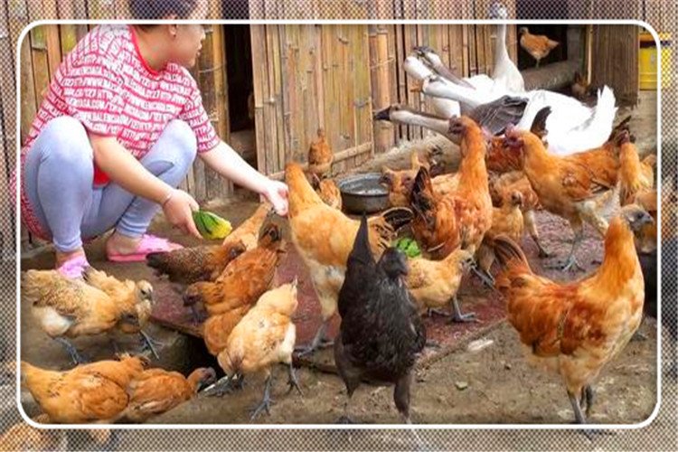51岁的人3万投资，在农村养殖什么比较稳妥，成本低，能赚钱？