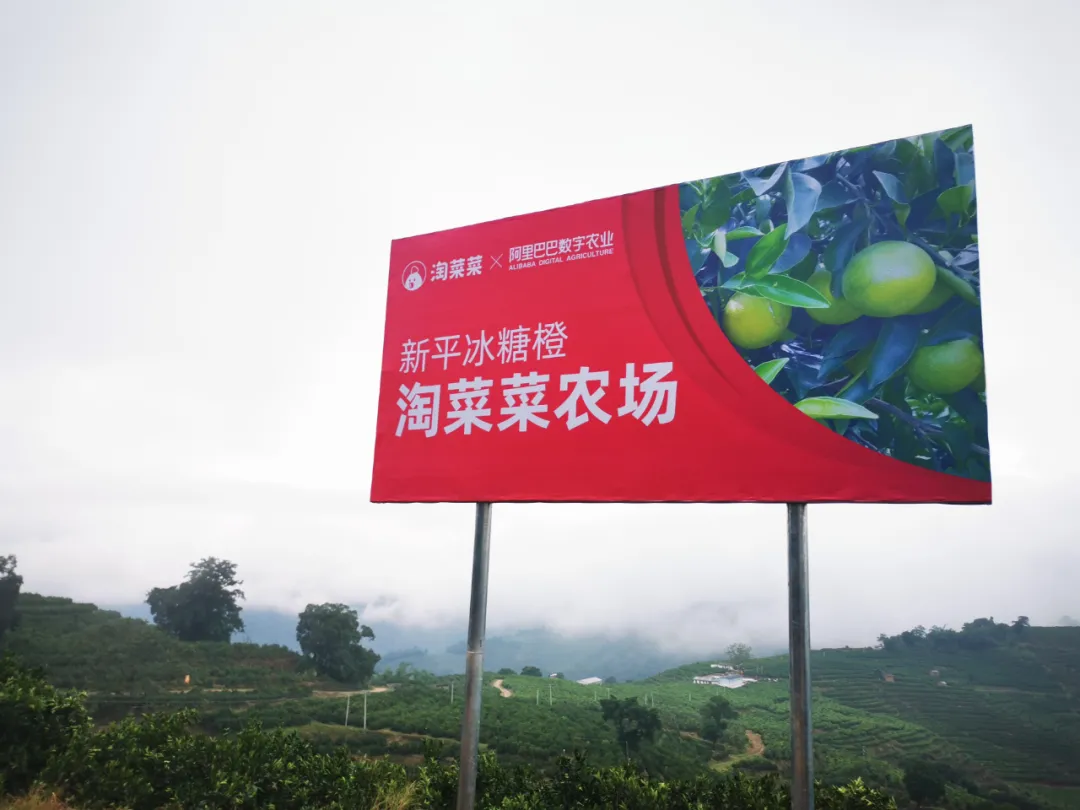 加码淘特&淘菜菜，阿里M2C模式发力下沉市场