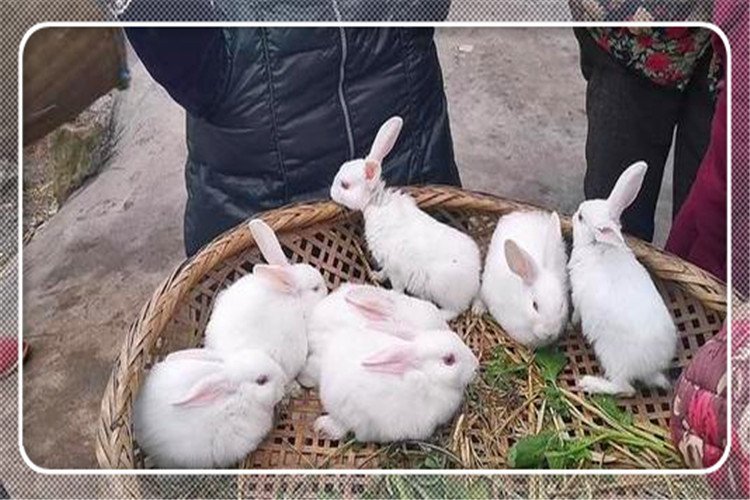 51岁的人3万投资，在农村养殖什么比较稳妥，成本低，能赚钱？